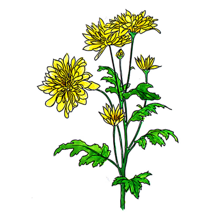 꽃스탬실-국화-Chrysanthemum