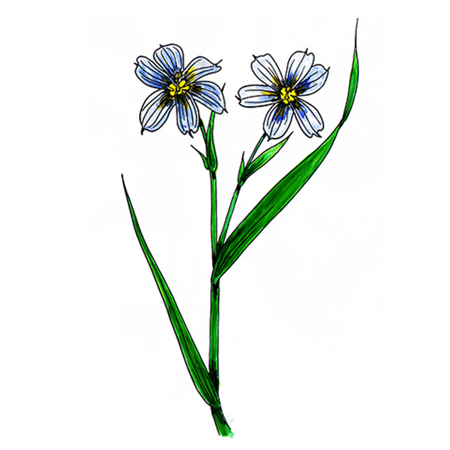 꽃스탬실-등심붓꽃(대청부채) Pointed Blue-eyed Grass