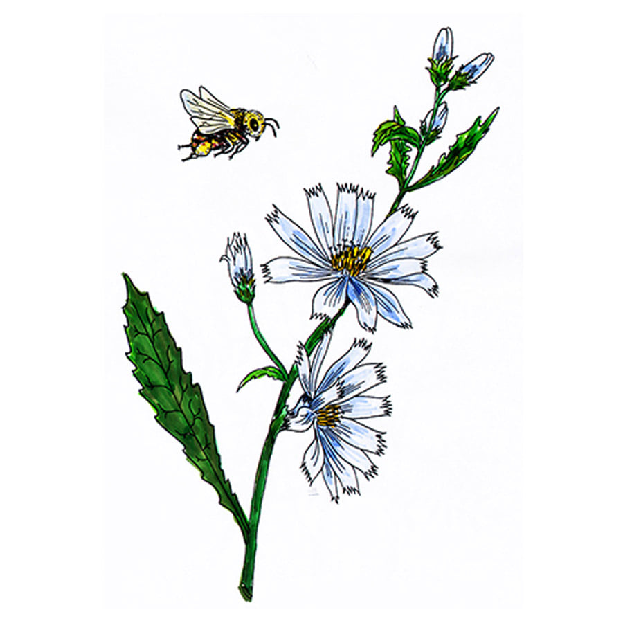 꽃스탬실-치커리-Chicory