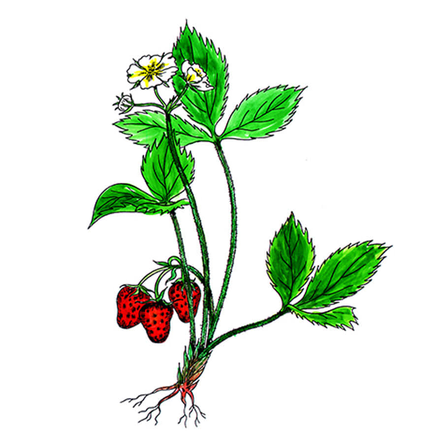 꽃스탬실-딸기꽃 Virginia Strawberry