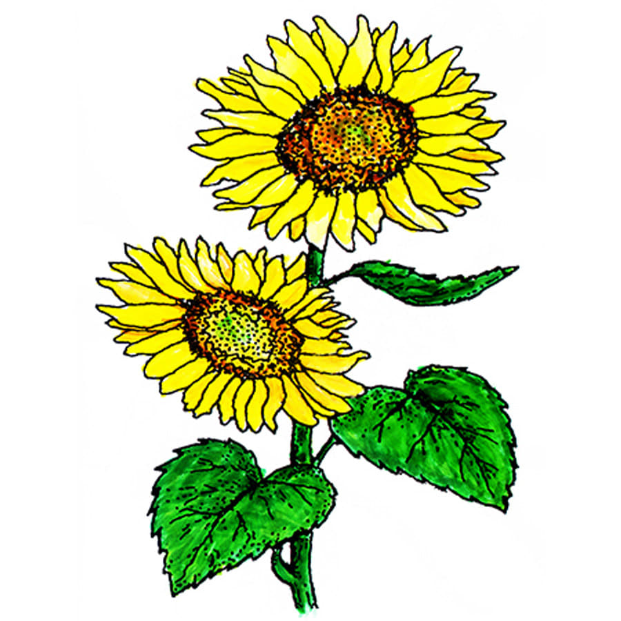 꽃스탬실-해바라기꽃 Sunflower